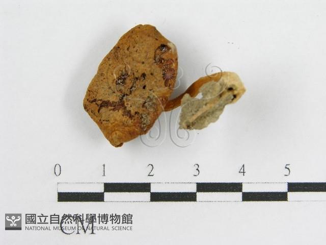 登錄號:F0010785藏品圖，第4張