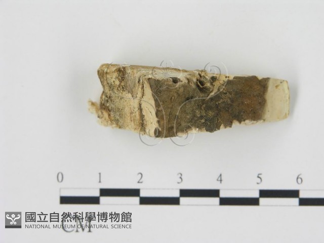 登錄號:F0006785藏品圖，第4張