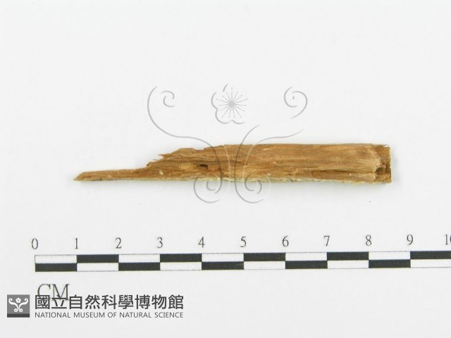 登錄號:F0016585藏品圖，第4張