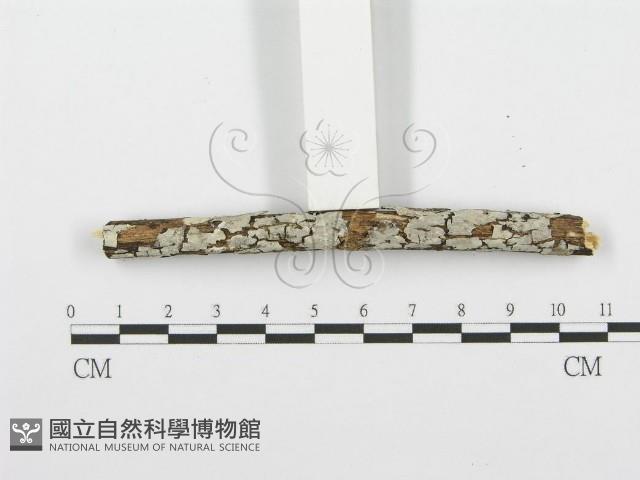 登錄號:F0001585藏品圖，第4張