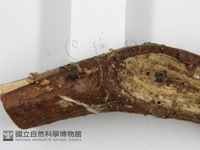 登錄號:F0007585藏品圖，第4張