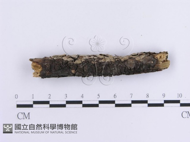 登錄號:F0013585藏品圖，第4張
