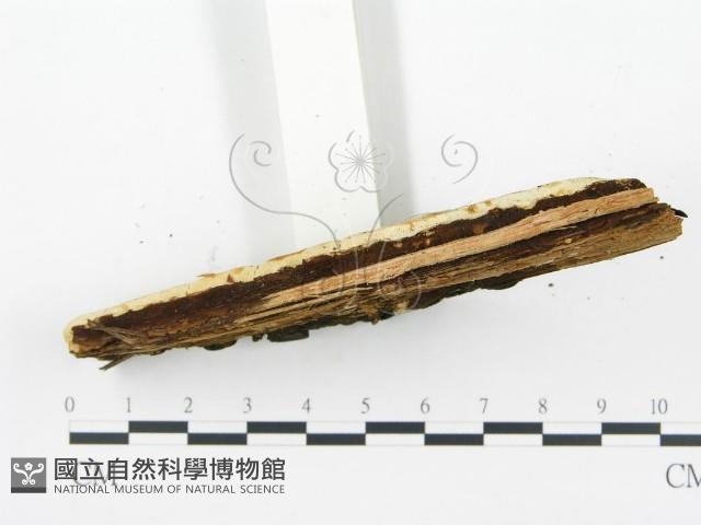 登錄號:F0008185藏品圖，第4張