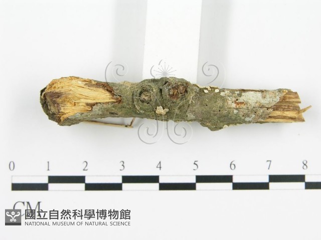 登錄號:F0002385藏品圖，第4張