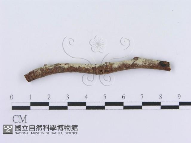 登錄號:F0009385藏品圖，第4張