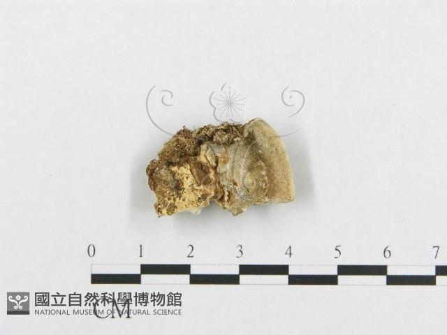 登錄號:F0007129藏品圖，第4張