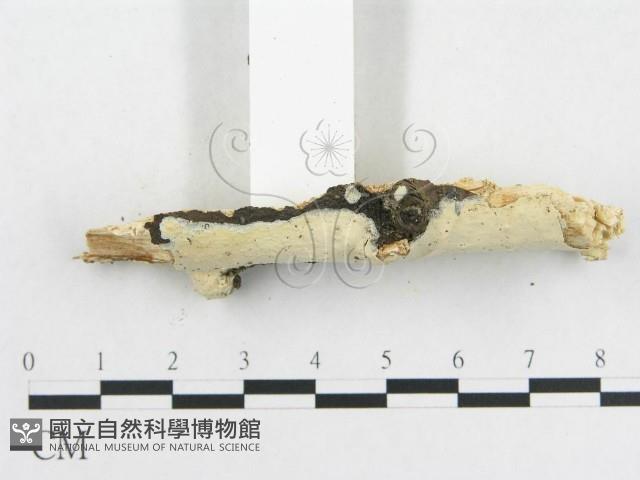 登錄號:F0009129藏品圖，第4張