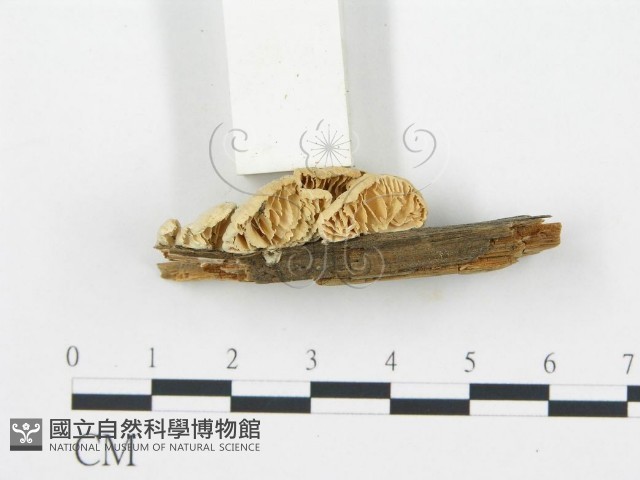 登錄號:F0006029藏品圖，第4張