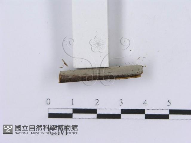 登錄號:F0005029藏品圖，第4張