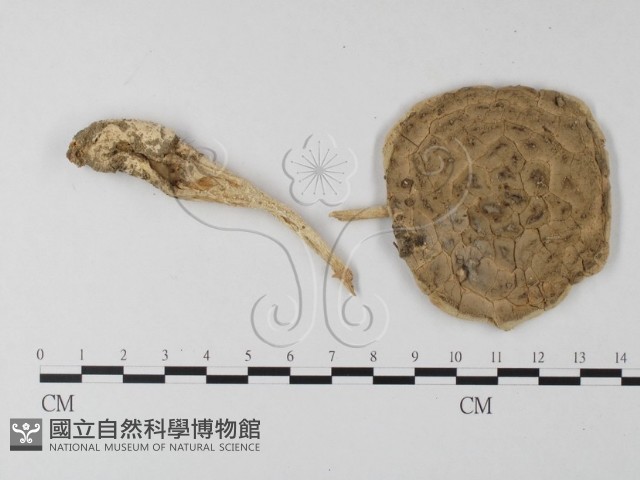 登錄號:F0004409藏品圖，第4張