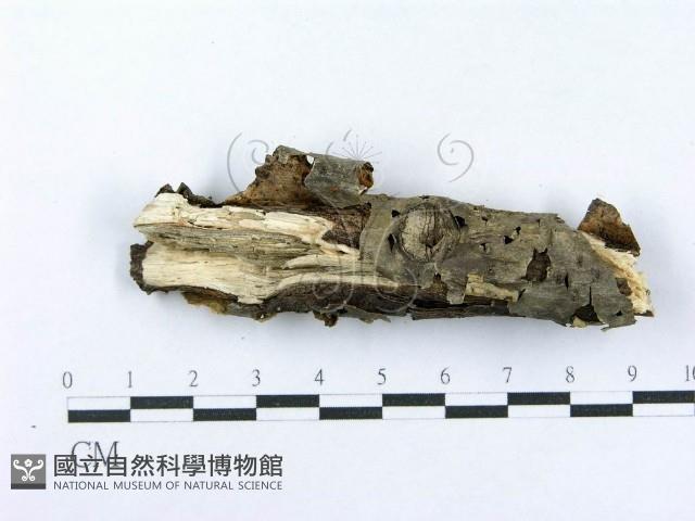 射脈菌屬藏品圖，第4張