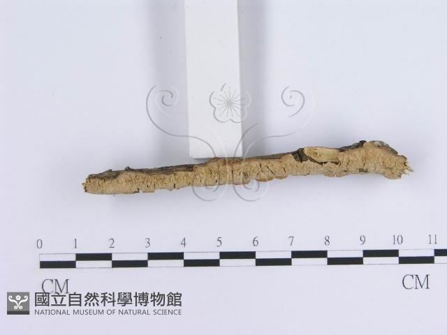 登錄號:F0004509藏品圖，第4張