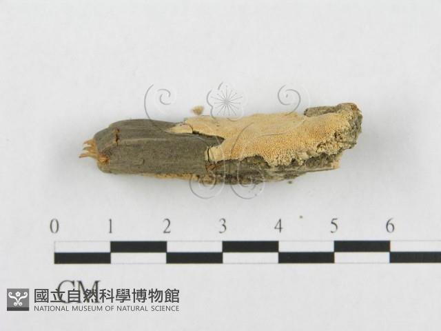 登錄號:F0007109藏品圖，第4張