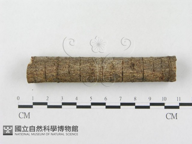 登錄號:F0005109藏品圖，第4張