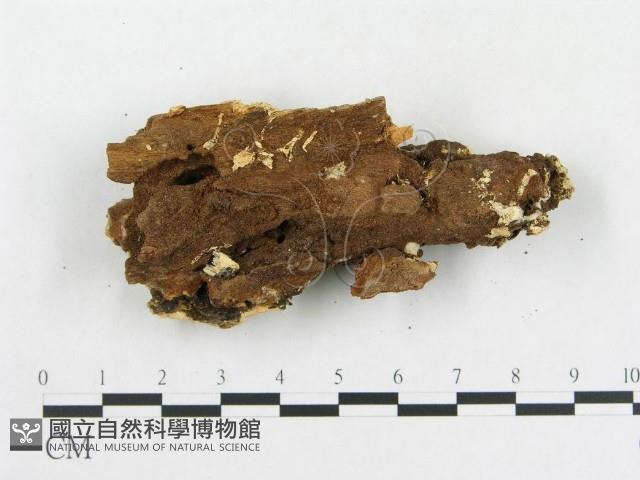 登錄號:F0009109藏品圖，第4張