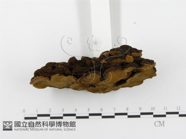 登錄號:F0010009藏品圖，第4張