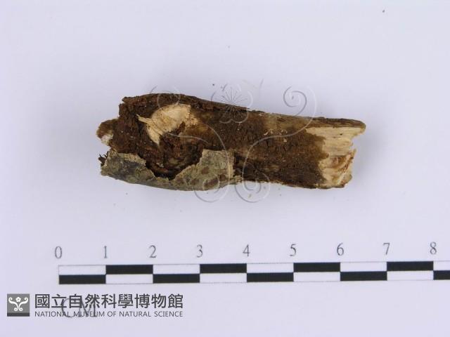 齒耳菌屬藏品圖，第4張