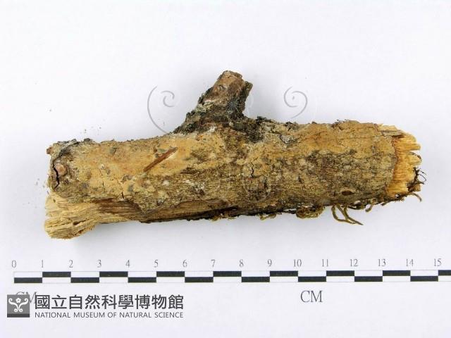 射脈菌屬藏品圖，第4張