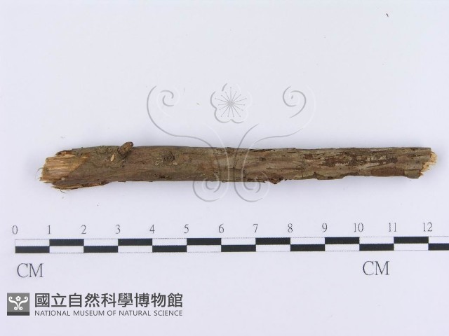 登錄號:F0003009藏品圖，第4張