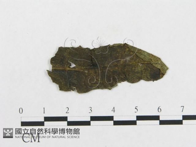 登錄號:F0019309藏品圖，第4張