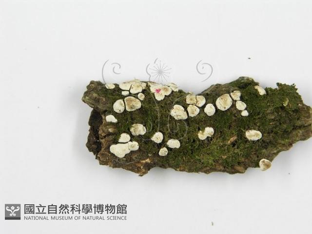 盤革菌屬藏品圖，第4張