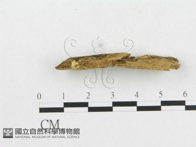 登錄號:F0009519藏品圖，第4張