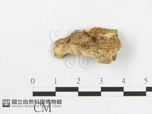 登錄號:F0019119藏品圖，第4張