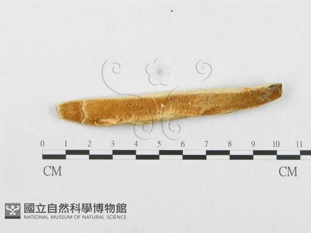 登錄號:F0007019藏品圖，第4張