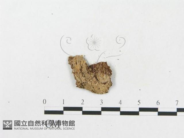 登錄號:F0005019藏品圖，第4張