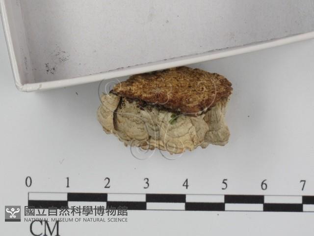 附毛菌屬藏品圖，第4張