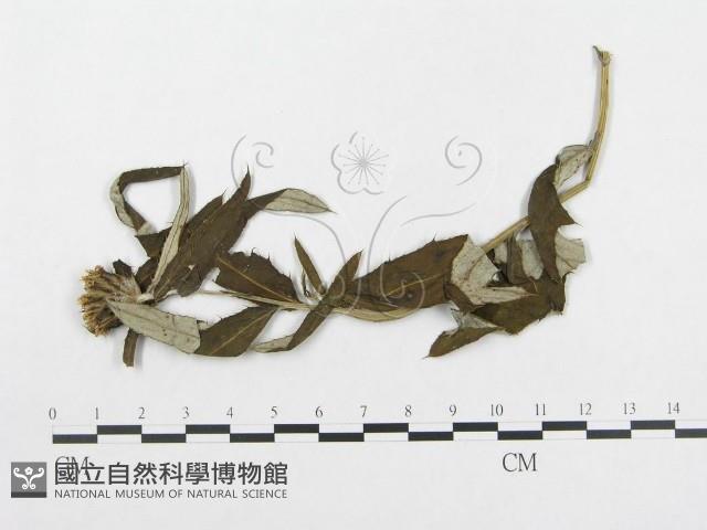 登錄號:F0019319藏品圖，第4張