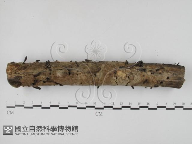 登錄號:F0008299藏品圖，第4張