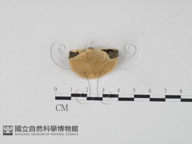 登錄號:F0006299藏品圖，第4張