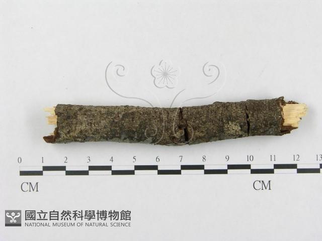 登錄號:F0004299藏品圖，第4張