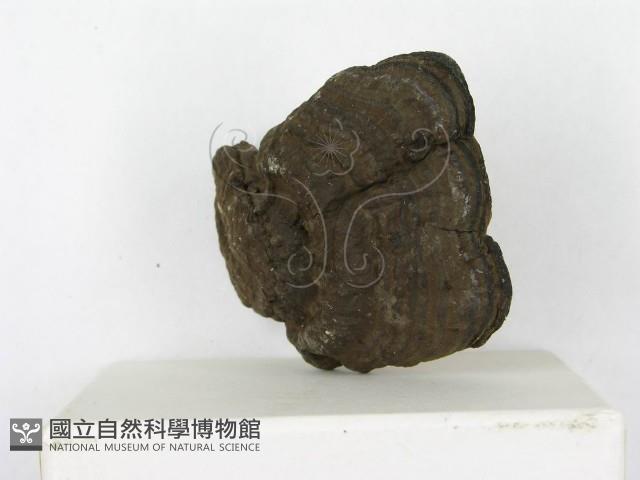 登錄號:F0002299藏品圖，第4張