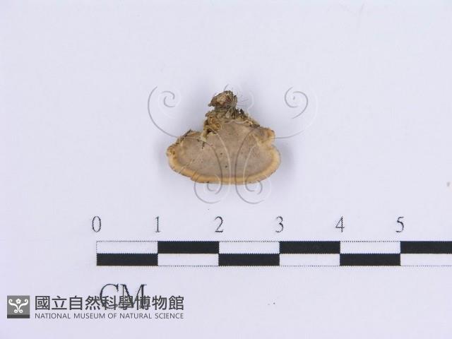 登錄號:F0007299藏品圖，第4張