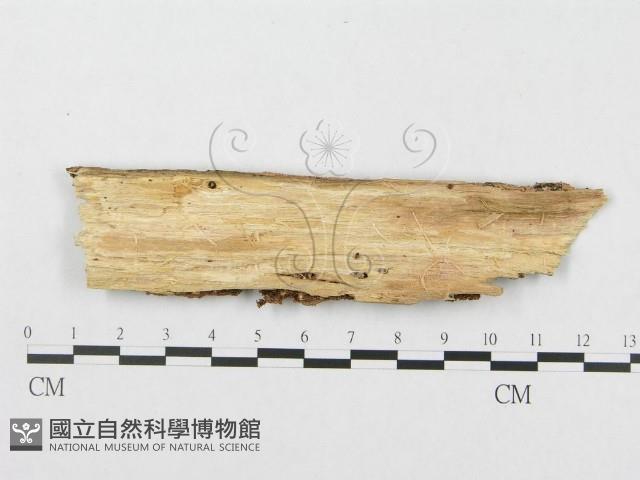 登錄號:F0017299藏品圖，第4張
