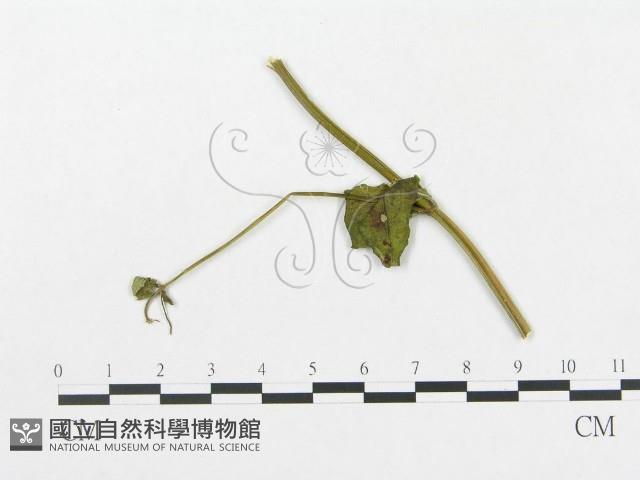 登錄號:F0019299藏品圖，第4張
