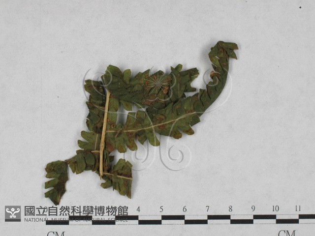 登錄號:F0027899藏品圖，第4張