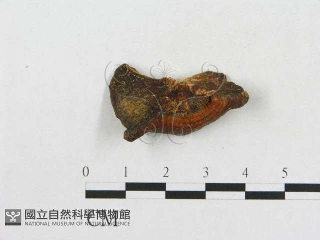 小孔硬孔菌藏品圖，第4張