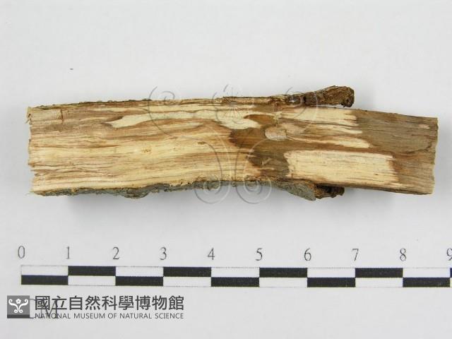 登錄號:F0011999藏品圖，第4張