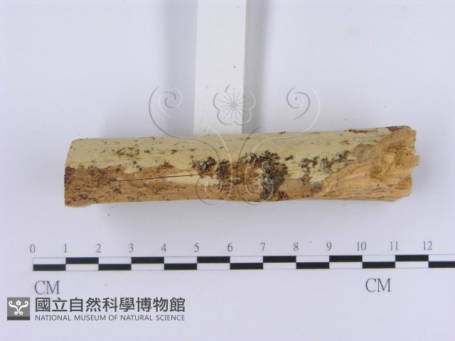 登錄號:F0002999藏品圖，第4張