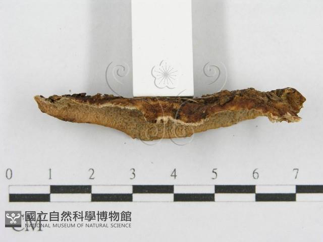 登錄號:F0016699藏品圖，第4張