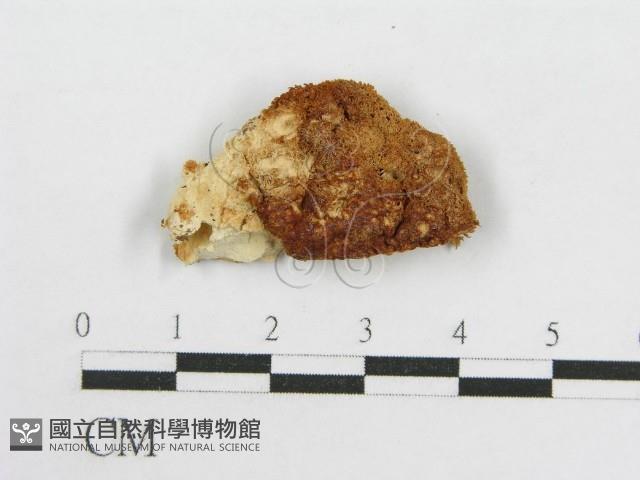 登錄號:F0017699藏品圖，第4張