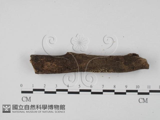登錄號:F0005699藏品圖，第4張