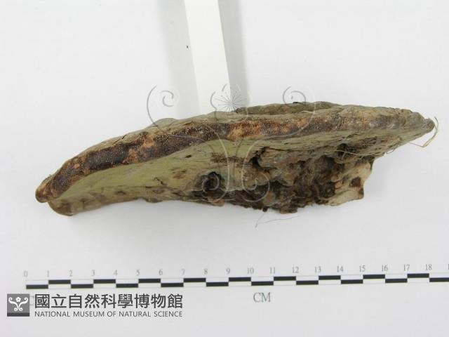 登錄號:F0020499藏品圖，第4張