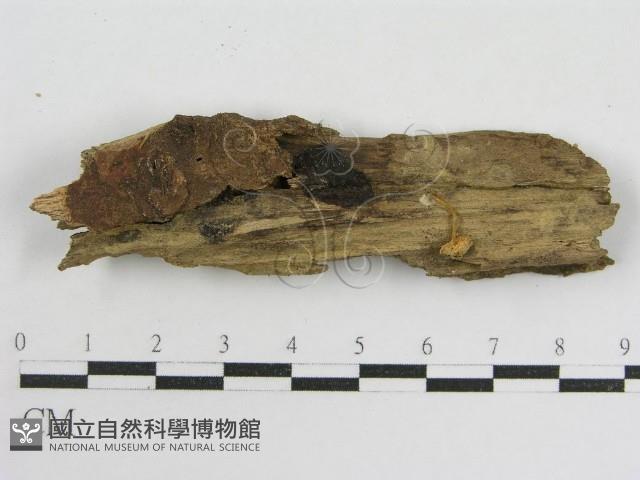 登錄號:F0014499藏品圖，第4張