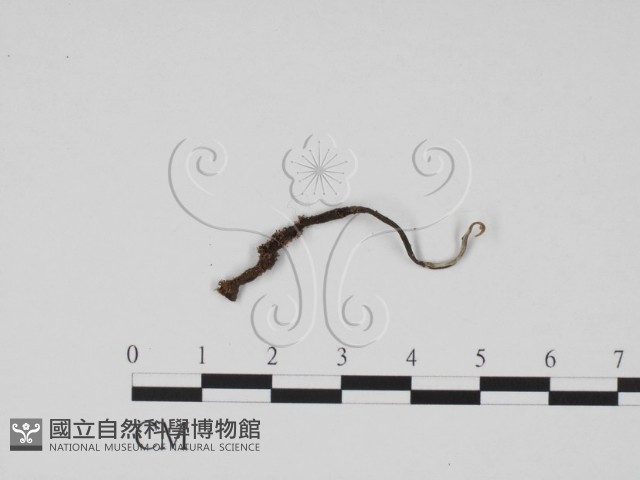 炭角菌屬藏品圖，第4張