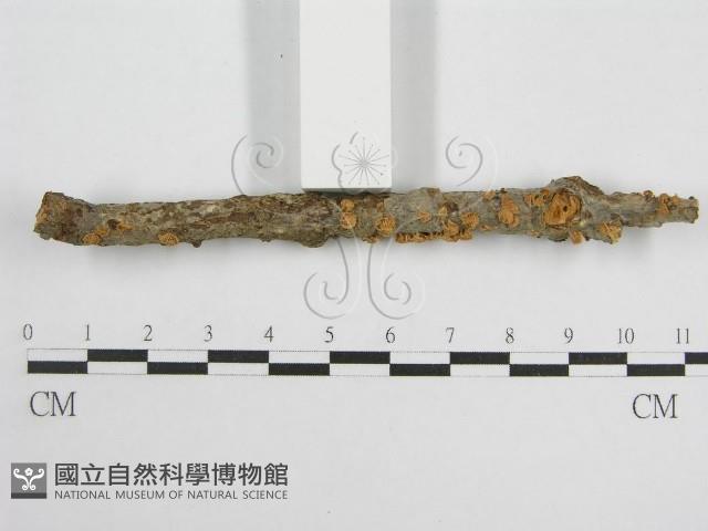 微皮傘屬藏品圖，第4張