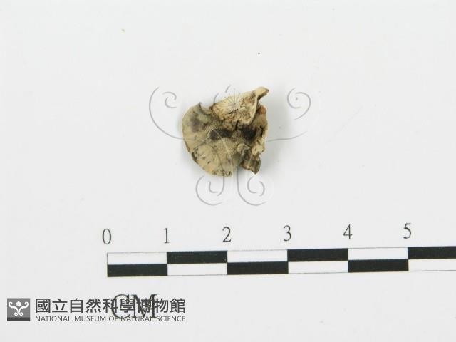 煙管菌藏品圖，第4張